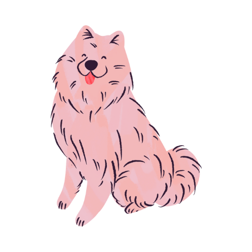 Samoyed with a big smile